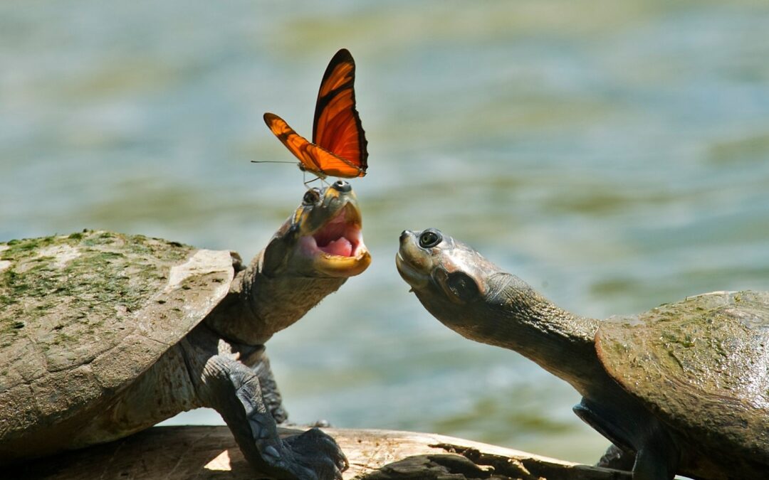 Światowy Dzień Żółwia